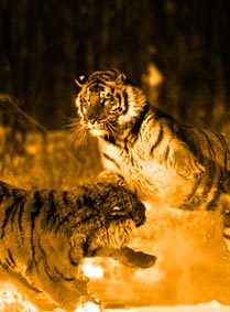 combat de tigers sans osmose