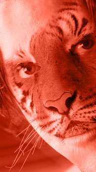 Tiger Osmoze lors de son retour a la vie urbaine
